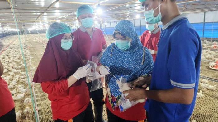Ekspor ayam broiler ke luar negeri