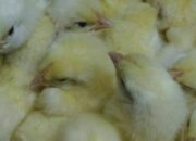 Harga Jual Ayam Broiler 2025