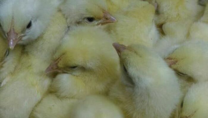 Harga Jual Ayam Broiler 2025