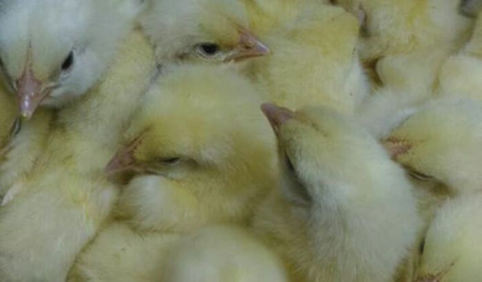 Cek Harga Jual DOC Ayam Broiler Terkini Update dari Peternak - Aplikasi ... Harga jual ayam broiler 2025