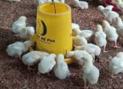 Pakan alternatif untuk broiler