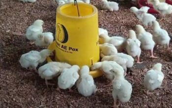 Pakan Alternatif Untuk Broiler