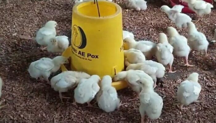 Pakan Alternatif Untuk Broiler
