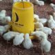 Pakan alternatif untuk broiler
