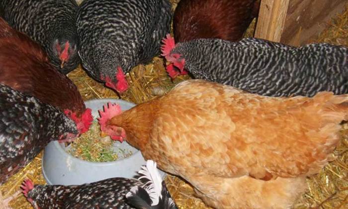 Ayam broiler tidak mau makan