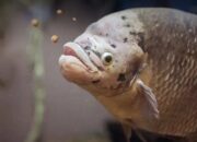 Masa Panen Ikan Gurame
