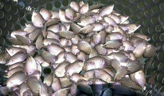 Pasar ikan gurame terdekat
