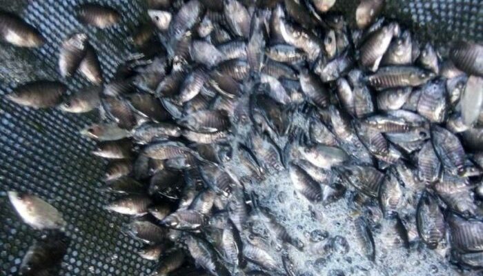 Pemijahan Ikan Gurame