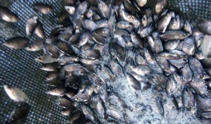 Cara Pemijahan Ikan Gurame di Kolam Terpal, Untuk Pembibitan Pemijahan ikan gurame