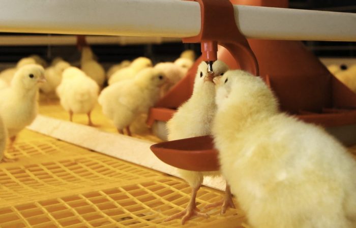Budidaya broiler sistem koloni