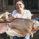 Gurame ikan bibit harga kapas jenis daftar terkini terlengkap salah dibudidayakan satu umum