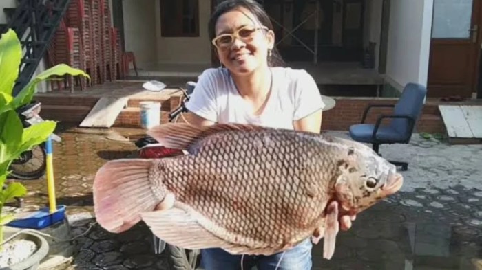 Vitamin Untuk Pertumbuhan Gurame