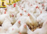 Antibiotik Alami untuk Broiler