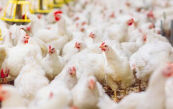 Aplikasi Monitoring Ayam Broiler