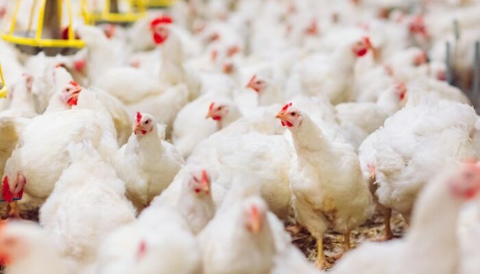 Aplikasi Monitoring Ayam Broiler