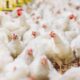 Antibiotik Alami untuk Broiler