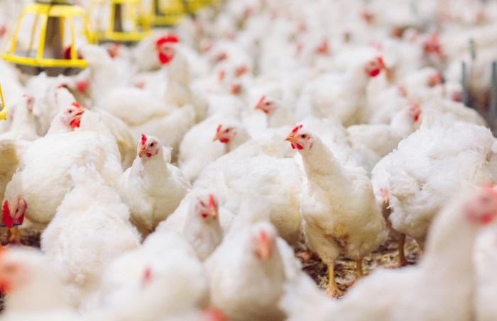 Probiotik untuk Ayam Broiler