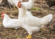 Ayam Broiler Tanpa Antibiotik