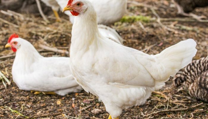 Ayam Broiler Tanpa Antibiotik