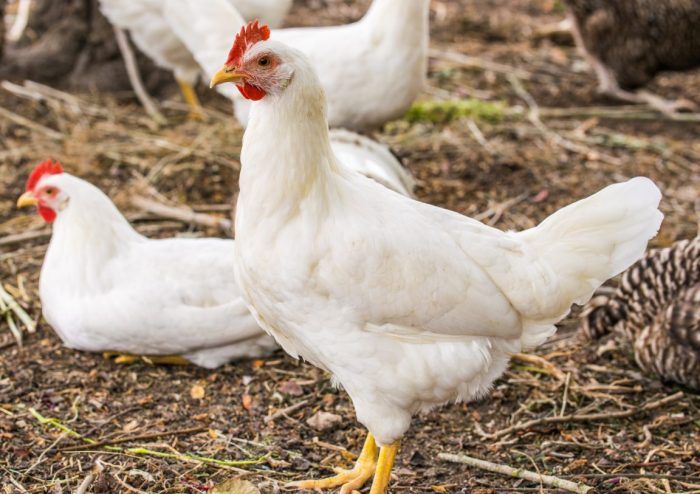 Kandang Ayam Broiler Sederhana