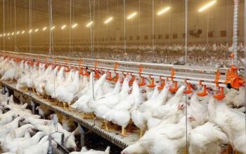 Peralatan wajib ternak broiler