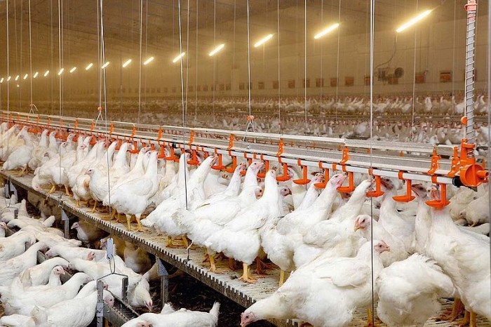 Antibiotik Alami Untuk Broiler