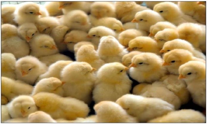 Analisa usaha ayam broiler 1000 ekor
