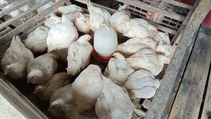 Harga Ayam Broiler di Takengon Merangkak Naik Jadi Rp 27 Ribu/Ekor ... Harga jual ayam broiler 2025