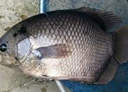 Pasar Ikan Gurame Terdekat