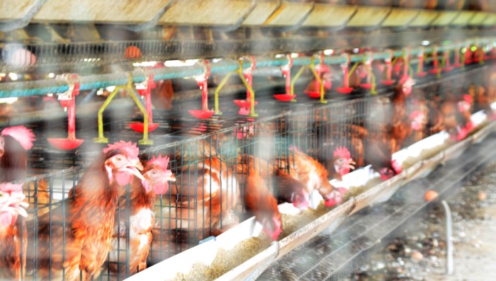 Ukuran Kandang Ayam Broiler 5000 Ekor