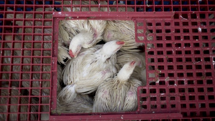 Strategi Branding Produk Broiler