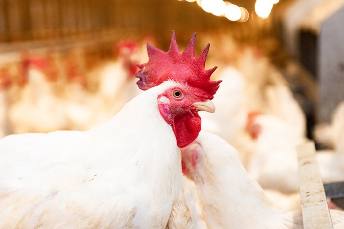 Peternak Teriak Rugi, Harga Ayam Hidup Anjlok Jadi Rp16.000 per Kg