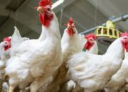Kenali Cara Bisnis Ayam Broiler dengan Pola Kemitraan - Broiler X Blog