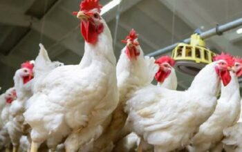 Kenali Cara Bisnis Ayam Broiler dengan Pola Kemitraan - Broiler X Blog