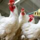 Ukuran Kandang Ayam Broiler 100 Ekor