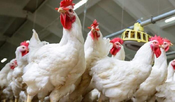 Kenali Cara Bisnis Ayam Broiler dengan Pola Kemitraan - Broiler X Blog
