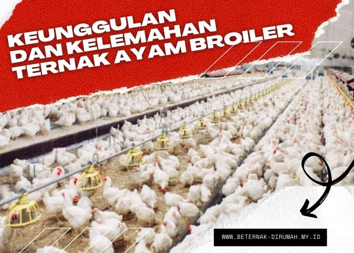 Bisnis ayam broiler menguntungkan