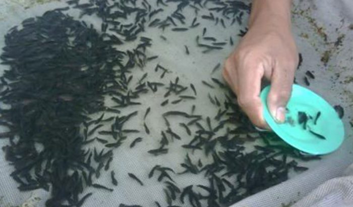 Cara pembenihan ikan gurame