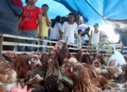 Mengapa Brazil bisa Ekspor ayam ke Indonesia ? Ini rahasianya - PORTAL ...