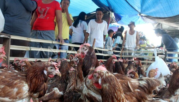 Ekspor Ayam Broiler Ke Luar Negeri