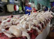 Analisa Usaha Ayam Broiler 1000 Ekor