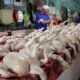 Analisa usaha ayam broiler 1000 ekor