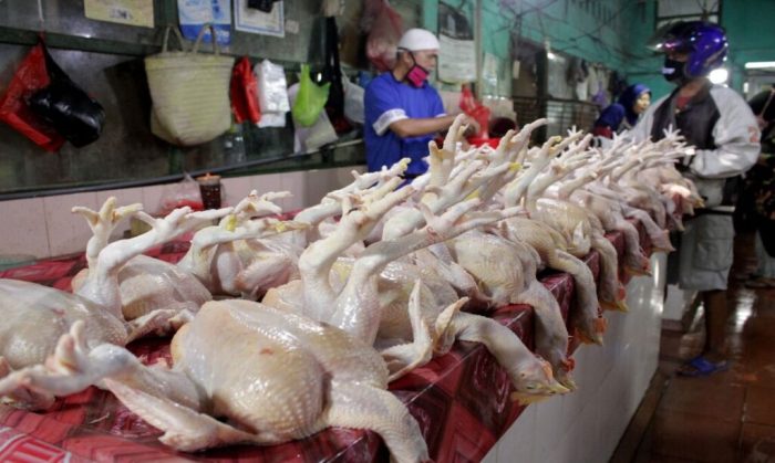 Analisa usaha ayam broiler 1000 ekor