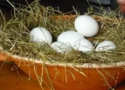 Jual Telur Ayam Hutan Fertil