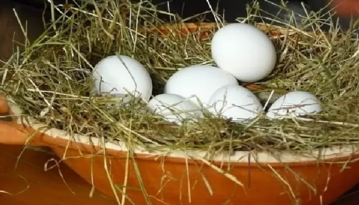 Jual Telur Ayam Hutan Fertil