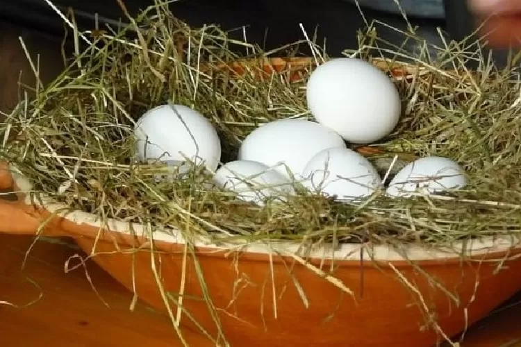 Jual Telur Ayam Hutan Fertil