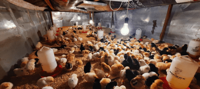Smart farming ayam broiler