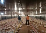 Budidaya Broiler Sistem Koloni