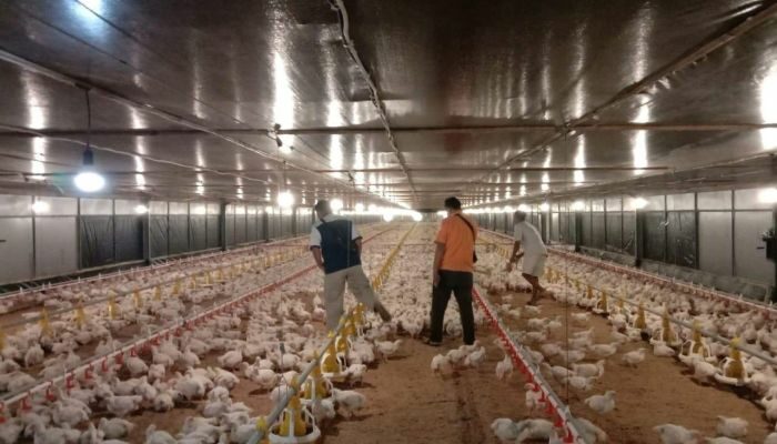 Budidaya Broiler Sistem Koloni