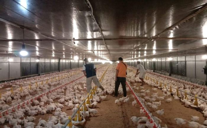 EMPAT PILAR PENTING MANAJEMEN BROILER MODERN | Majalah Infovet I ...